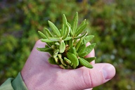 Du thé du Labrador